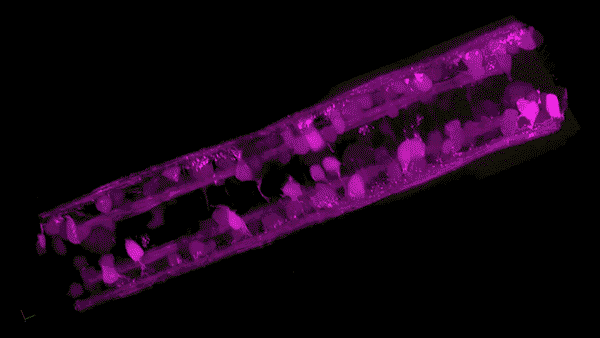 Development of the zebrafish spinal cord