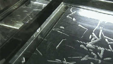 Radioactive gas injected into cloud chamber depicts radioactive decay