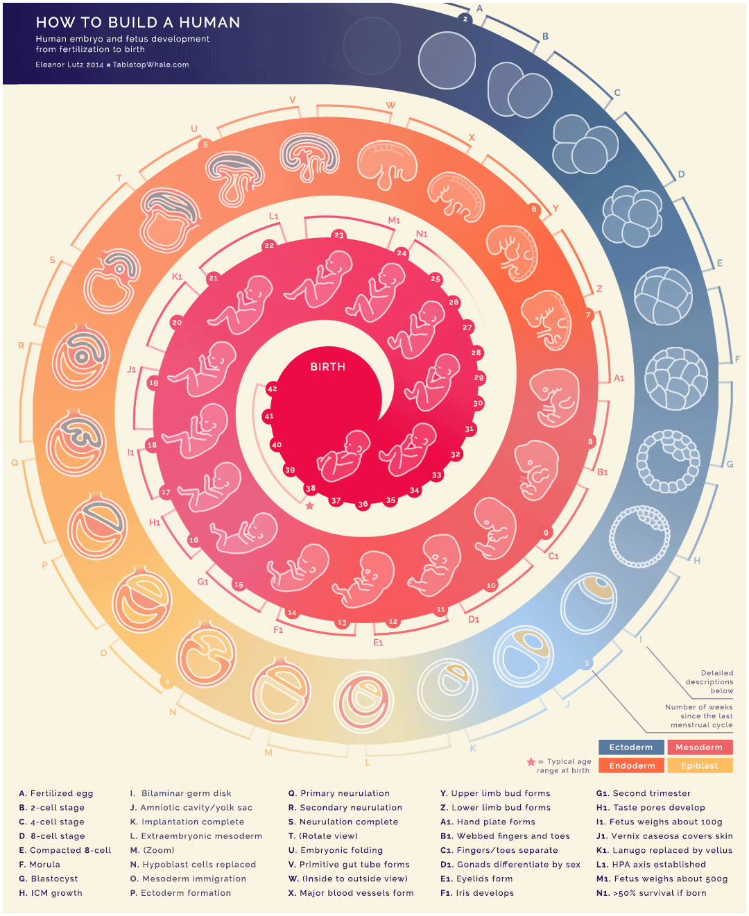 Human embryogenesis