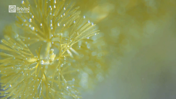 Oxygen created by underwater photosynthesis