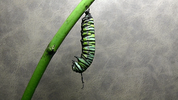 Caterpillar Pupation