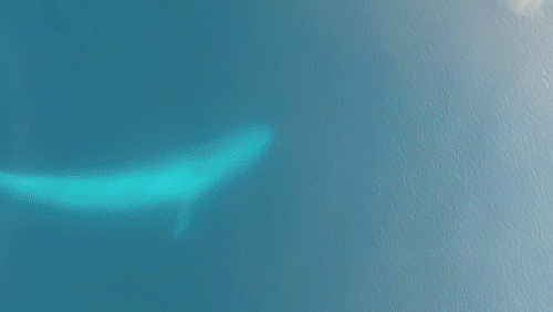 Blue whale eating krill