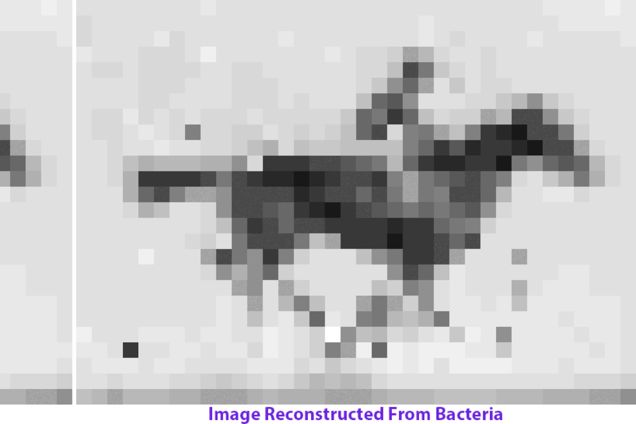 GIF Encoded into Bacterial Genome