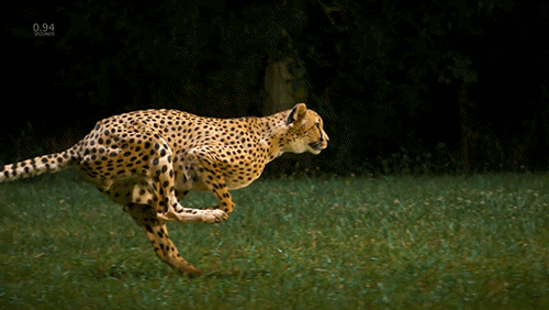Cheetah in Slow Motion